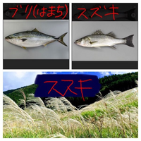 魚 はまちとススキも違いは何ですか 大きさですか ハマチは ブリの少し Yahoo 知恵袋