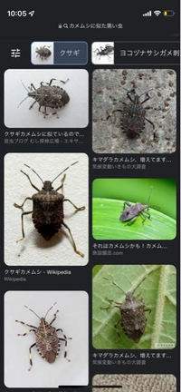 カメムシなのか意見を聞かせてください おそらくベランダから侵入した虫な Yahoo 知恵袋