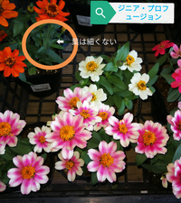 花の名前を教えてください 宜しくお願い致します ジニア プロフ Yahoo 知恵袋