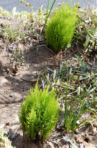 観葉植物 畑にある草みたいなのに詳しい方居ますか ものすごい密 Yahoo 知恵袋