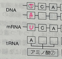 至急これの ってなんでtになるんですか Dnaの塩基はa T Yahoo 知恵袋