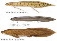 魚は 私たち人類の遠い祖先 っていうのは本当なのでしょうか 広い意味で Yahoo 知恵袋