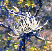 エアプランツキセログラフィカの寿命について これまで２株ほど育 Yahoo 知恵袋