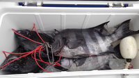 イシダイとイシガキのアタリの違いについて石鯛釣りを初めて1年 イシガ Yahoo 知恵袋