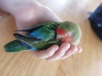 鳥をペットに飼っている方に質問ですが 鳥が可愛いとはどういう感覚です Yahoo 知恵袋