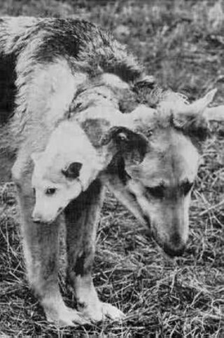 ダウンロード済み 双頭 犬 髪型