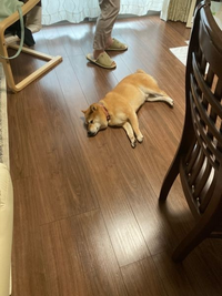 家の中で犬を飼うのって汚くないですか 汚いと思う理由は次の通りです ケ Yahoo 知恵袋