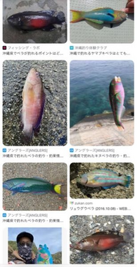 ベラの食味について 美味いという話も多く センチくらいのものを持ち帰って Yahoo 知恵袋