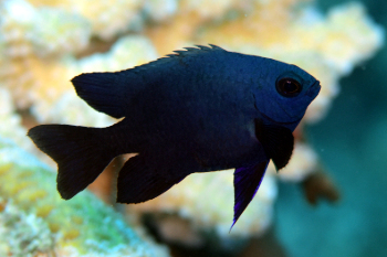 スイミーって何という種類の魚ですか？ - クロスズメダイですかね、確 
