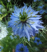 好きな花はなんですか 私は青のバラが好きです かっこよさとキレ Yahoo 知恵袋