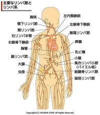 太もものリンパ腺の場所が知りたいのですが わかりやすい絵 図 Yahoo 知恵袋