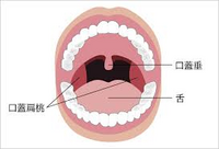 口の中の内側の下の歯の下に口蓋垂のような物が2つありますが何という名前 Yahoo 知恵袋