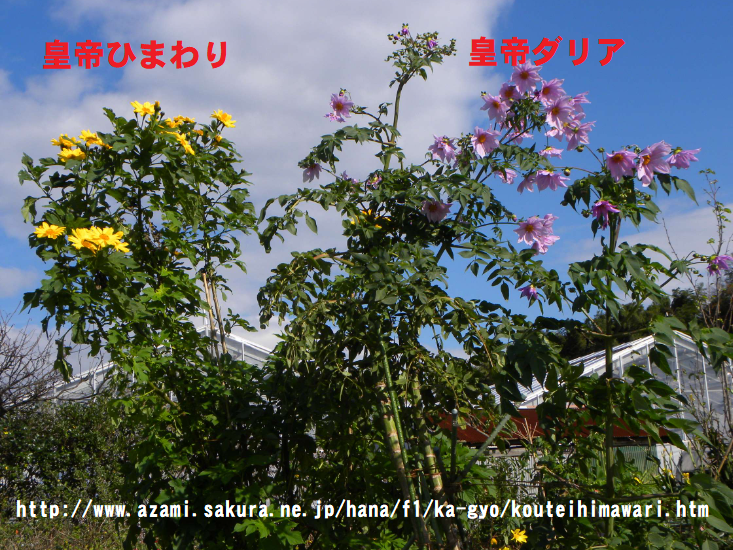 皇帝ダリア様　ありがとうございます！ 皇帝ダリアのように背が高く、黄色の花はなんですか？ - 皇帝