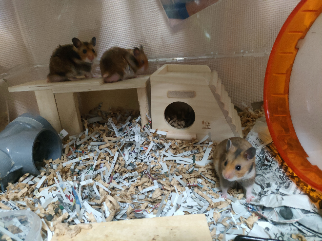 ゴールデンハムスターを2匹飼うのは大丈夫でしょうか？生後2ヶ月のメス