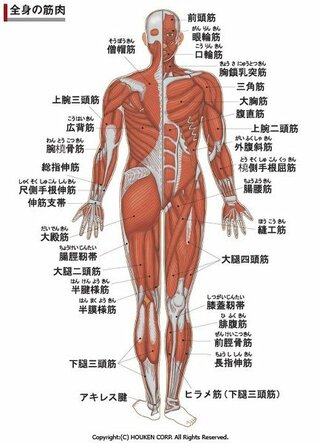 分かりやすい筋肉図 名称 を紹介してください 人体図 筋肉 Yahoo 知恵袋