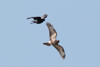 野鳥について教えください よくトンビとカラスが絡んでいるのをよく目撃しま Yahoo 知恵袋