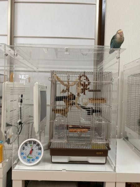①インコの保温ヒーターとサーモスタットの設置方法について、お尋