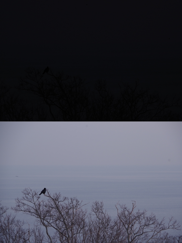 5年前に購入したPENTAXKS2が黒死病にかかったかもしれません。晴れた日