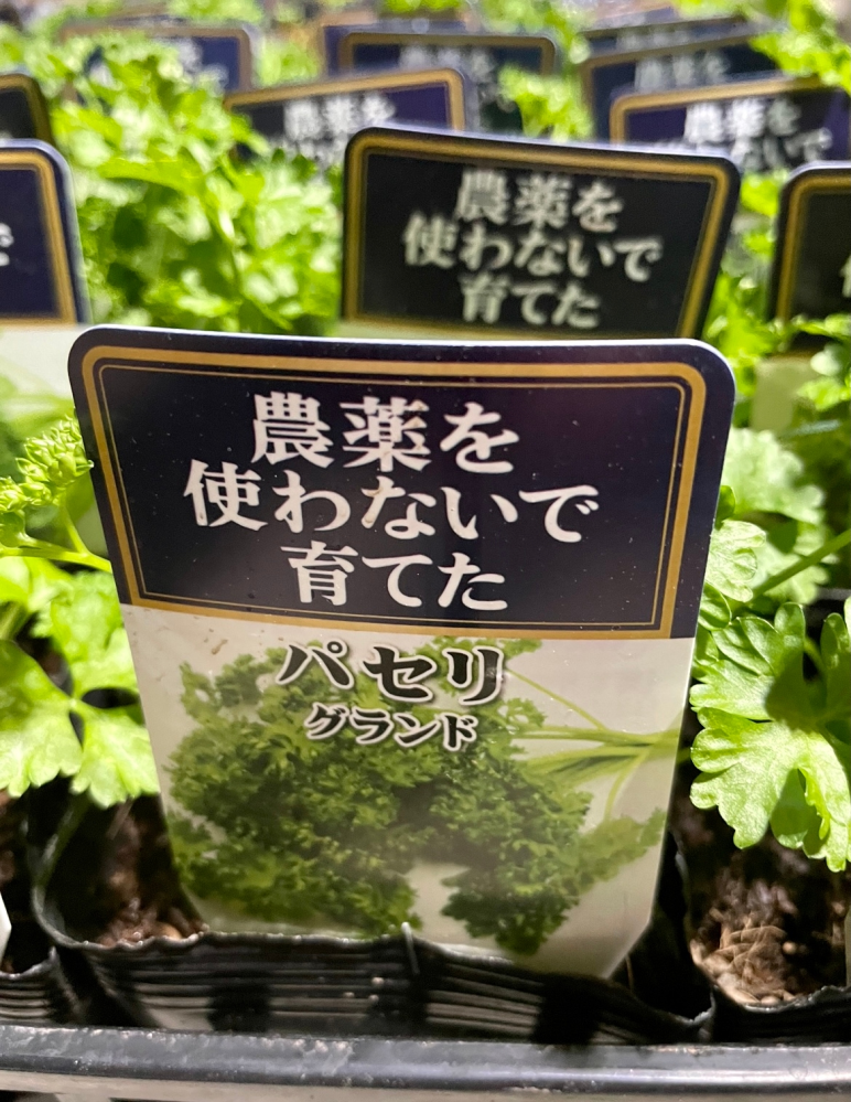 キアゲハを3匹卵から育て上げるのに、イタリアンパセリだと何株くらい