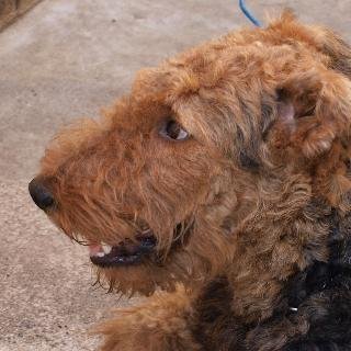 犬の目は どうして黒目がちなのでしょうか 白目がほとんど見えない気がします Yahoo 知恵袋