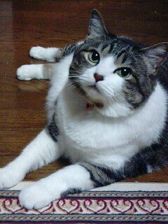 日本猫の雑種が一番カワイイと思っているのですが 田舎者なのでしょうか Yahoo 知恵袋
