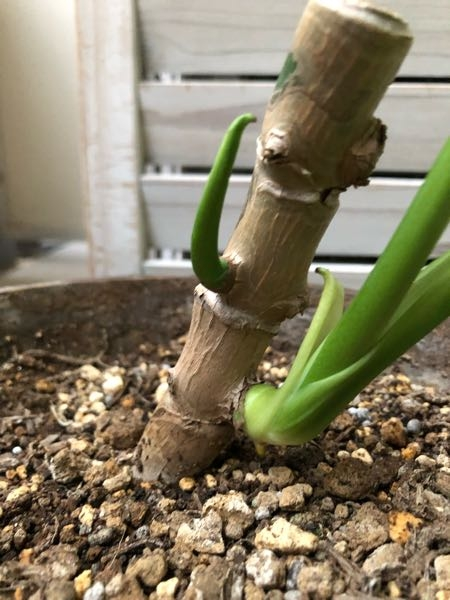 モンステラですが、ここ数ヶ月で茎の節という節から気根？葉？が出てき