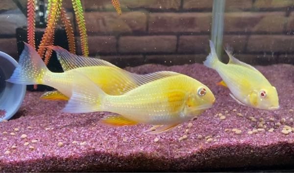 90cm水槽にゲオファーガス5匹とポリプテルス3匹は多すぎますか 
