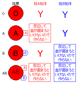 血液型がab型の人は 抗a抗体も抗b抗体も持っていないのに Ab型 Yahoo 知恵袋