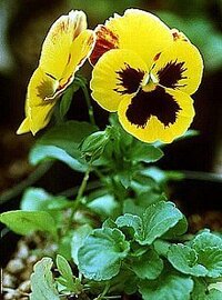 パンジーっていう花で花言葉やどういう花なのか教えて下さい 花言葉 Yahoo 知恵袋