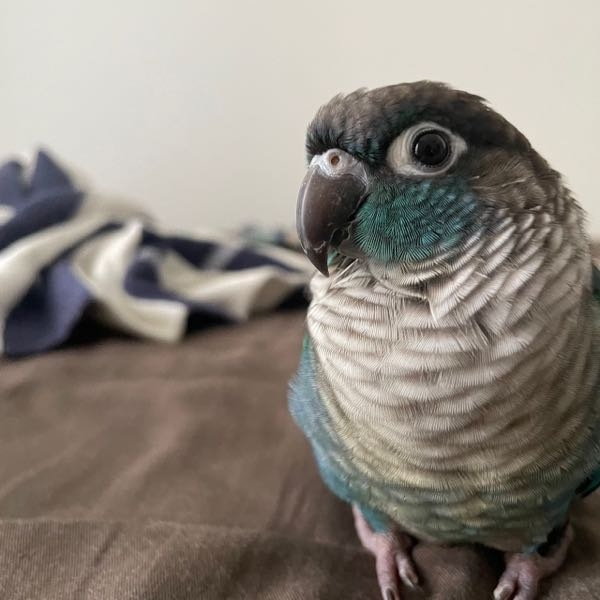 ウロコインコを飼う予定でペットショップを巡ってますがどの子も