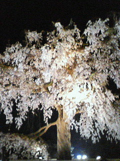 夫がしだれ桜を庭に植えたいと言 Yahoo 知恵袋