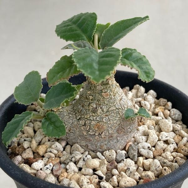 塊根植物 新芽あり パキプス KOMOオリジナル】パキプス育成 プレミアム用土 Premium Soil Mix