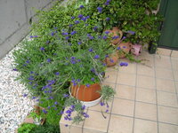 レースラベンダーを地植えしたいと思っています 一株でどのくらい大きく育ちますか Yahoo 知恵袋