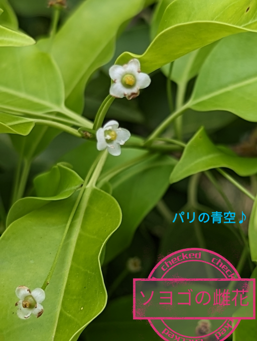 庭にありソヨゴの木がメス株かどうか区別の仕方を教えて下さい