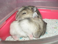 ハムスターを買おうと思ってるんですけど なるべく噛まないお Yahoo 知恵袋