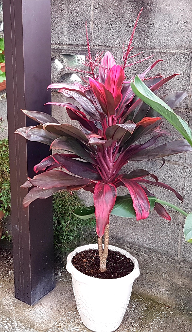 ドラセナパープルコンパクタという観葉植物の育て方についてお聞きし