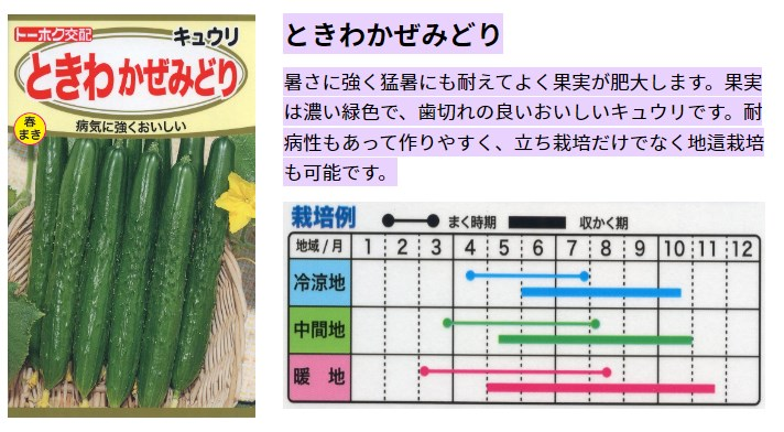 きゅうりの種まきについてこれはギリギリ種まき時期間に合うって
