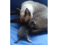 にゃんこの中にも夫婦で子育てするにゃんこ居るんですか 雌猫だけ Yahoo 知恵袋