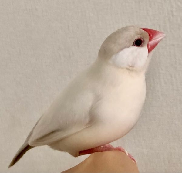 クリーム文鳥かシナモン文鳥か知りたいです。ただ気になっているだけで