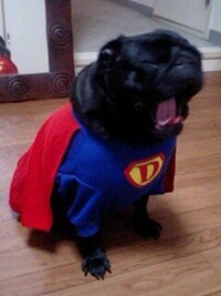 パグとフレンチ うちの犬はストーブの前にいつも気持ちよさそうに寝ています Yahoo 知恵袋