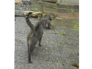 今日の朝 猫が倒れて脱糞してしまいました ウチの完全室内 Yahoo 知恵袋