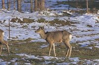 動物奇想天外 や 天才 志村動物園 について 動物系の番組をどう思いま Yahoo 知恵袋