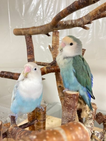 コザクラインコ=小桜インコですか？ - コザクラは漢字で書くと
