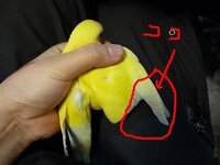 鳥の羽を切ると飛べなくなるらしいですが 羽のどこらへんを切るんですか その際痛 Yahoo 知恵袋