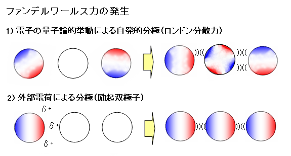 分子間力とファンデルワールス力の違いは何ですか？ - 分子間力には①