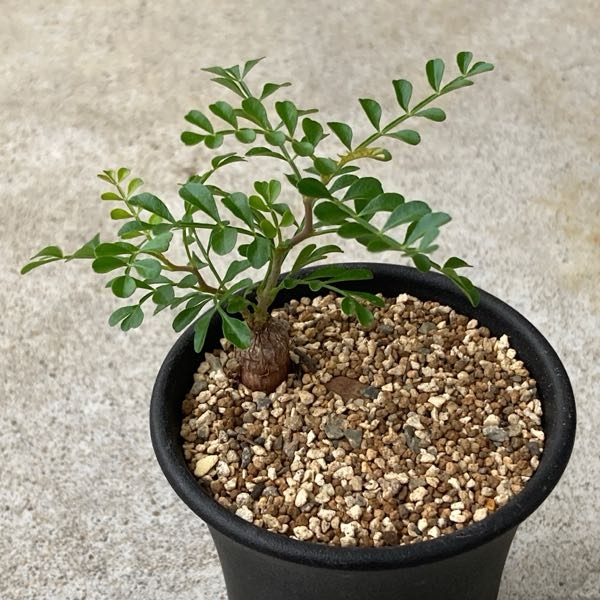 オペルクリカリアパキプスについてパワータンクを切り取る事は成長に