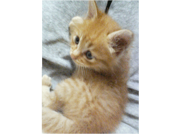 長毛種の雑種の猫を飼っています お尻周辺の毛にうんちを付けている Yahoo 知恵袋