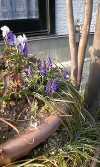 今の時期 道端でよく見かける紫の細いつくしのような草はなんでしょ Yahoo 知恵袋