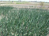 玉ねぎに葱坊主が出来ました 葱坊主を摘み取ってしまえば今後収 Yahoo 知恵袋