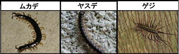 ゲジゲジは噛みますか 昨夜 首が凄くかゆくて 途中で起きてしまいました Yahoo 知恵袋